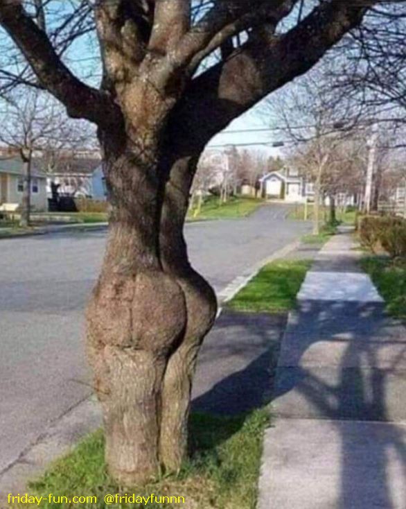 Now that's a big ass tree! 😀