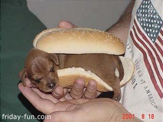 Hot Dog!