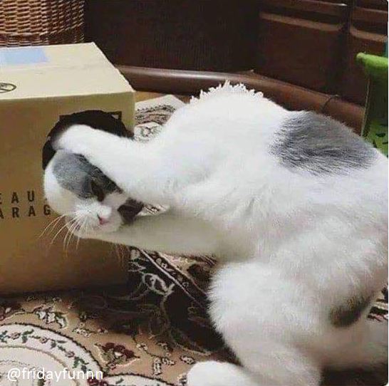 When your replacement head finally arrives in the post! 😀