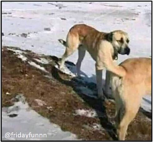 Bit of an unfortunate camera angle huh? 🐶