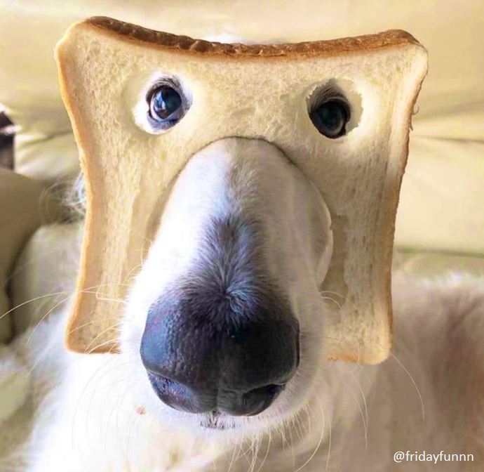 Anyone know what bread of dog this is? 😀