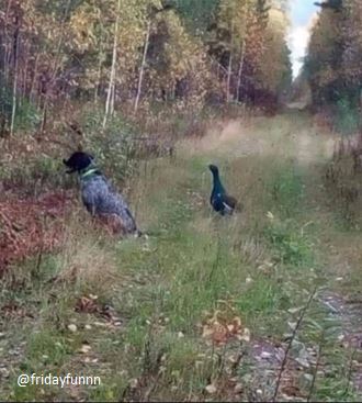 Hunting dog for sale! 😏