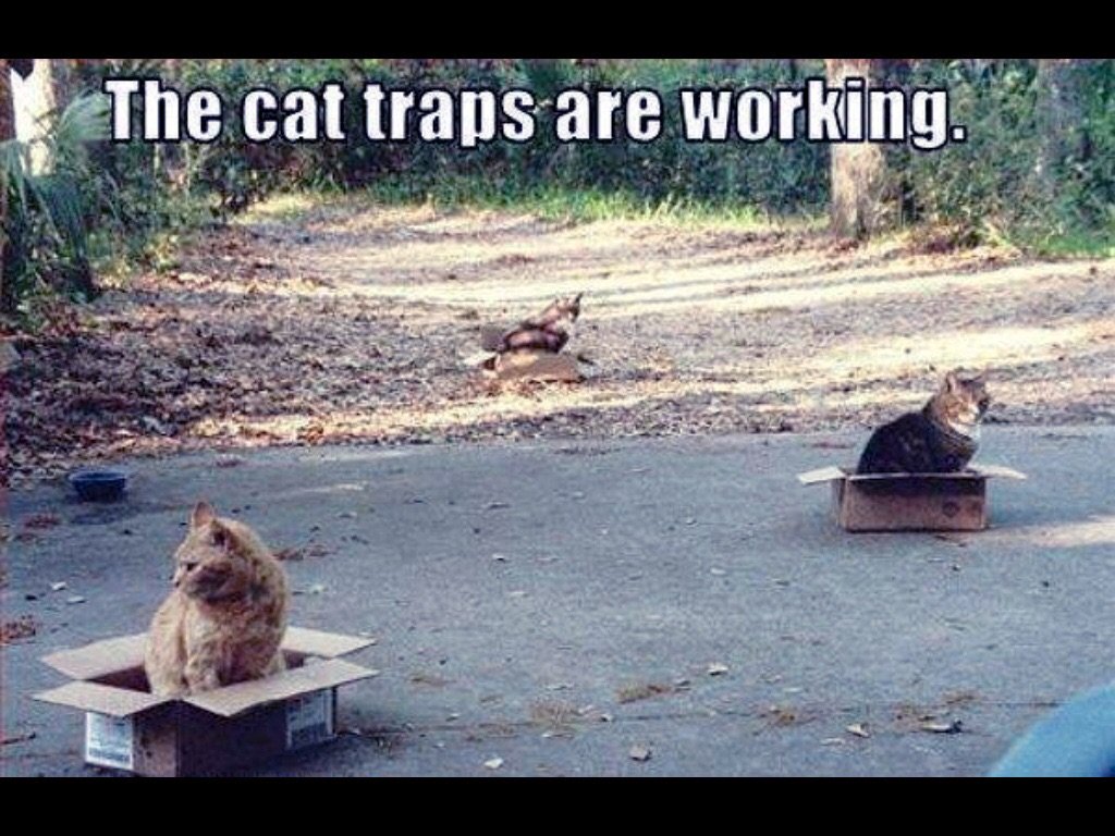 The cat traps are working! 🙂