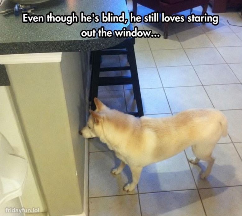 Bless him! 🐶