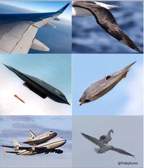 Amazing how technology is SO inspired by nature! 😀