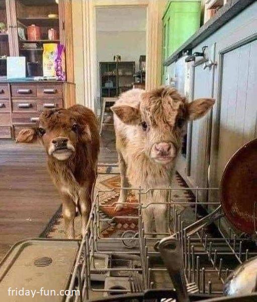 NEVER order pets when you are drunk! 🍷