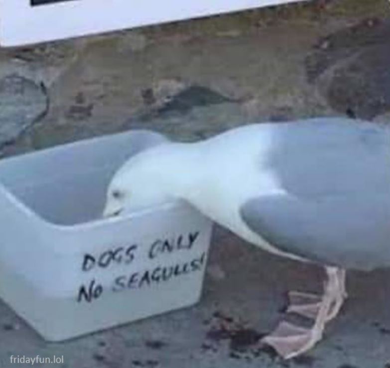 What are rules for? 😀