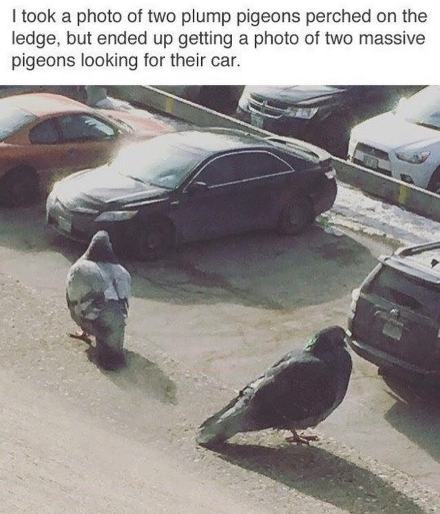 Bloody big pigeons around here!