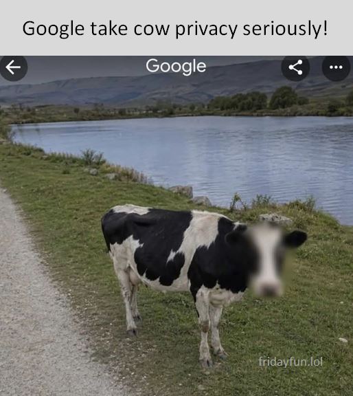 Very sensible! 🐮