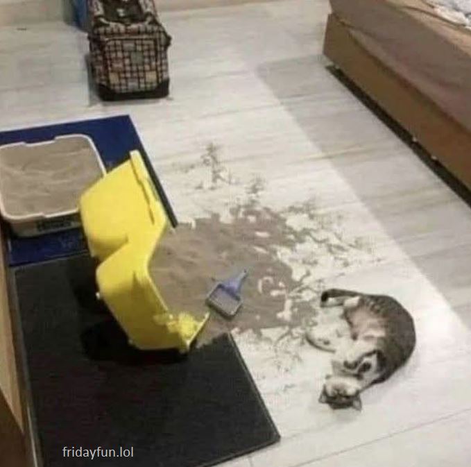 Can't hide the crime scene? Act the victim! 😺