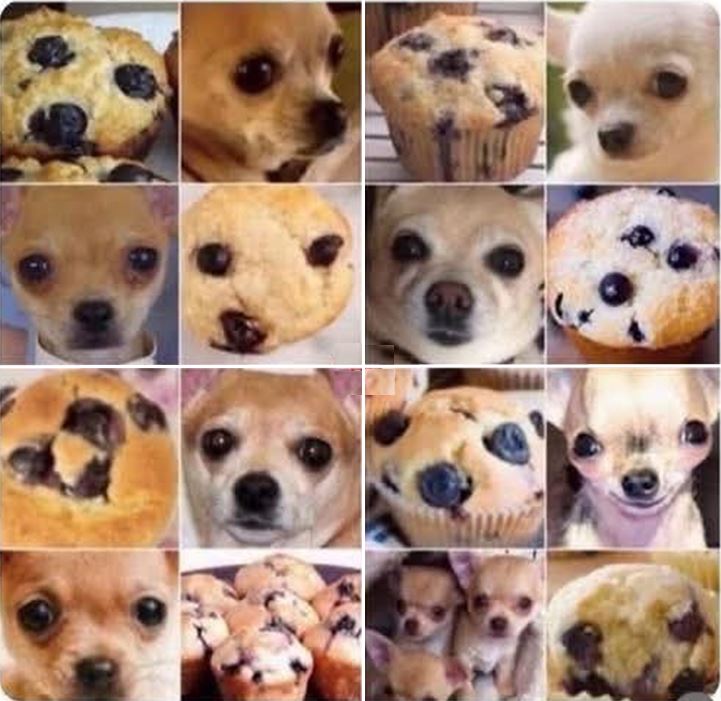 Let's play Chihuahua or Muffin! 🤪