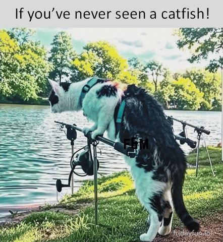 Now you know! 😺